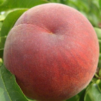 Персик Фреш Ред купить