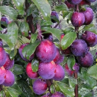 Слива карликовая Блю Свит купить