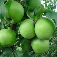 Яблоня Ренет Симиренко купить