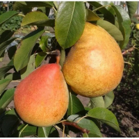 Груша Маргарита Марилья купить