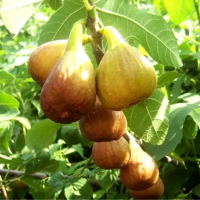 Инжир Медовый купить