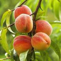 Персик Июньский Ранний купить