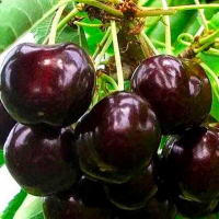 Черешня Жабулє купить
