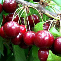 Черешня Лала Стар купить