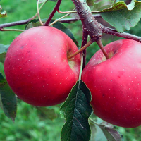 Яблоня Богемия купить