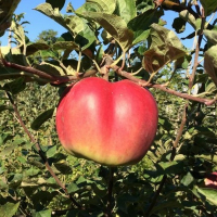 Яблоня Джумбо Помм купить