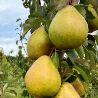 Груша Говерла (giga pack) купить