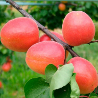 Абрикос Вондер Кот (giga pack) купить