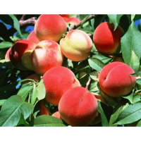 Персик Флемінг Ф'юрі PF-23 (giga pack) купить