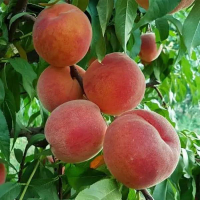 Персик Флемен 13 купить