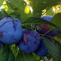 Слива диплоїдна Блю Кармен купить