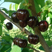 Черешня Эрли Биги купить