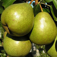 Груша Бере Гарди купить