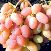 Виноград Аксия купить