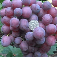 Виноград Невеста купить