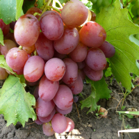Виноград Рубиновый Юбилей купить