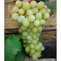 Виноград Любимый купить