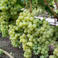 Виноград Белоснежка купить