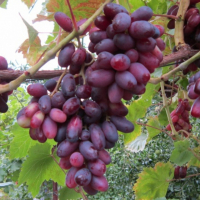 Виноград Изюминка купить