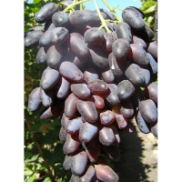 Виноград Оригинал Черный купить