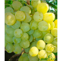 Виноград Первозванный купить