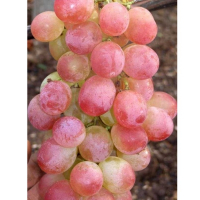 Виноград Веселое Облако купить