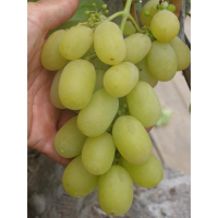 Виноград Золотой Дождь купить