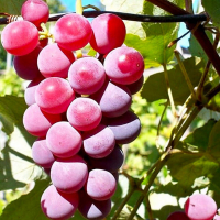 Виноград Изабелла розовая купить
