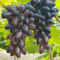 Виноград Могучий купить