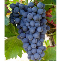 Виноград Кишмиш Бьюти купить