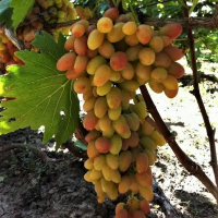 Виноград Аполлинария купить