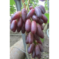 Виноград Красава купить