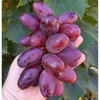 Виноград Эмир купить