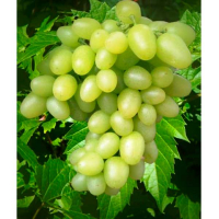 Виноград Аркадия купить