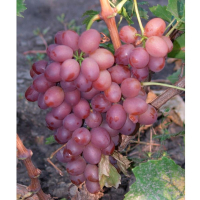 Виноград Ливия купить