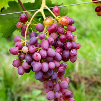 Виноград Императрица купить