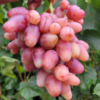 Виноград Казанова купить