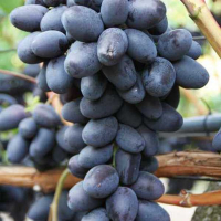 Виноград Черный Кристалл купить