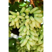 Виноград Ламборджини купить