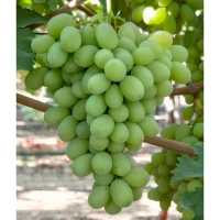 Виноград Шугар Крисп купить