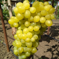 Виноград Кишмиш Цимус купить