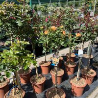 Роза штамбовая микс купить