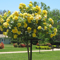 Роза штамбовая микс купить