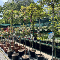 Роза Pendula микс купить