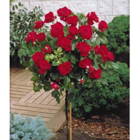 Роза штамбовая микс купить