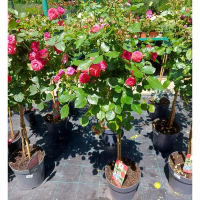 Роза штамбовая купить