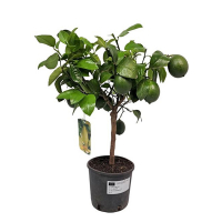 Цитрус Лимон купить