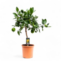 Цитрус Lime Limetta купить