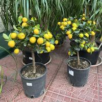 Цитрус Каламондин купить