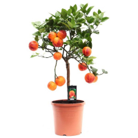 Цитрус Аркобалено купить